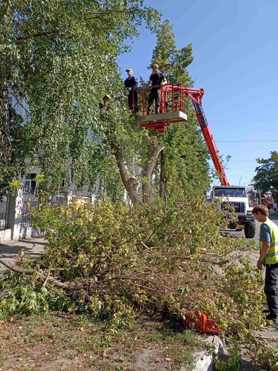 На прошлой неделе в Ульяновске снесли 27 аварийных дерева.