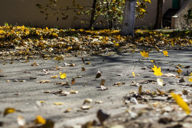 В Ульяновской области ожидается усиление ветра.