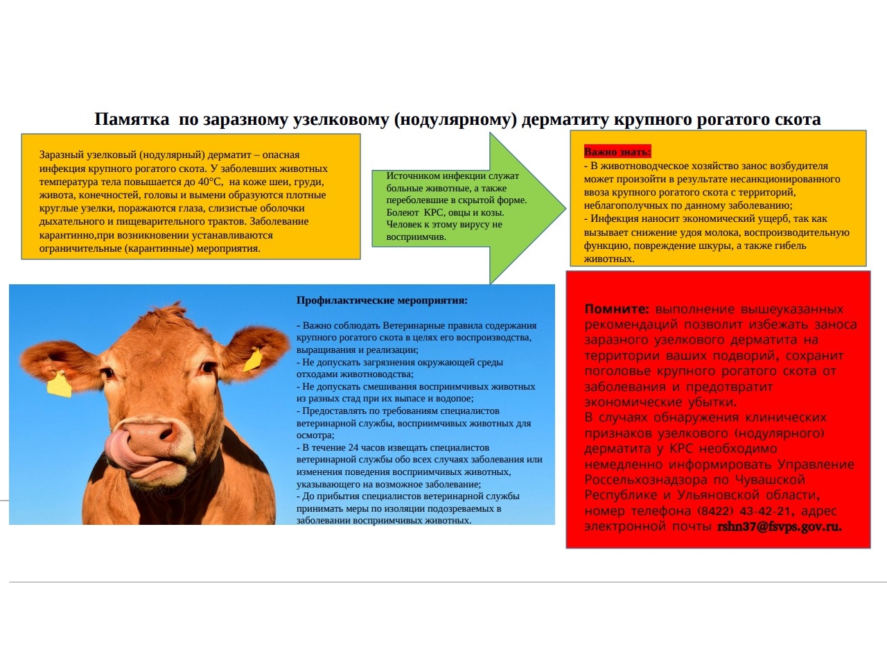 Управление Россельхознадзора по Чувашской республике и Ульяновской области информирует об ухудшении эпизоотической ситуации по заразному узелковому дерматиту на территории Российской Федерации.