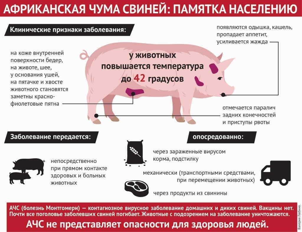 🚨 ВАЖНАЯ ИНФОРМАЦИЯ 🚨  В селе Кузоватово Ульяновской области объявлен карантин по африканской чуме свиней..