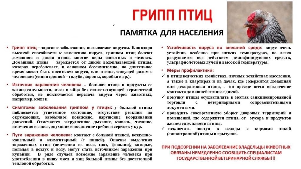 В целях недопущения возникновения и распространения высокопатогенного гриппа птиц, рекомендуем ознакомится с памяткой..