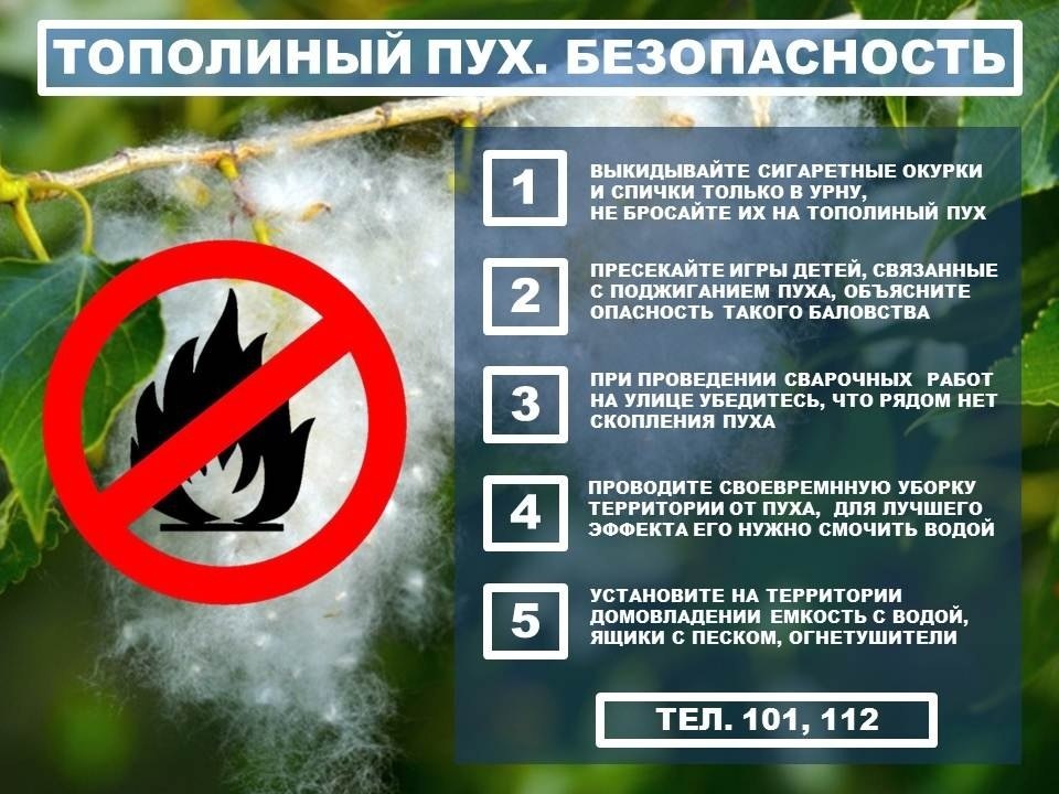 Тополиный пух — опасная игрушка.