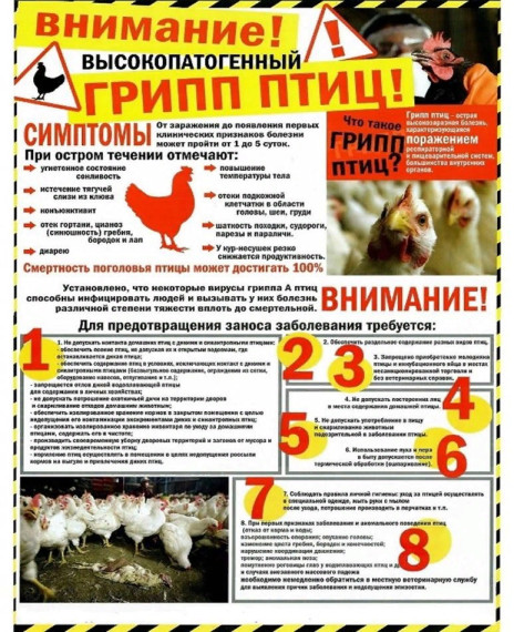 ПАМЯТКА НАСЕЛЕНИЮ - ВЫСОКОПАТОГЕННЫЙ ГРИПП ПТИЦ. ПАМЯТКА НАСЕЛЕНИЮ - ВЫСОКОПАТОГЕННЫЙ ГРИПП ПТИЦ.