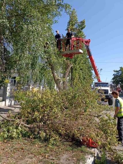 На прошлой неделе в Ульяновске снесли 27 аварийных дерева. На прошлой неделе в Ульяновске снесли 27 аварийных дерева.